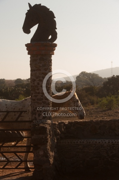 The Horses at Rancho las Cascadas
