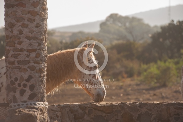 The Horses at Rancho las Cascadas