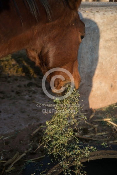 The Horses at Rancho las Cascadas