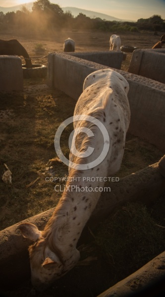 The Horses at Rancho las Cascadas
