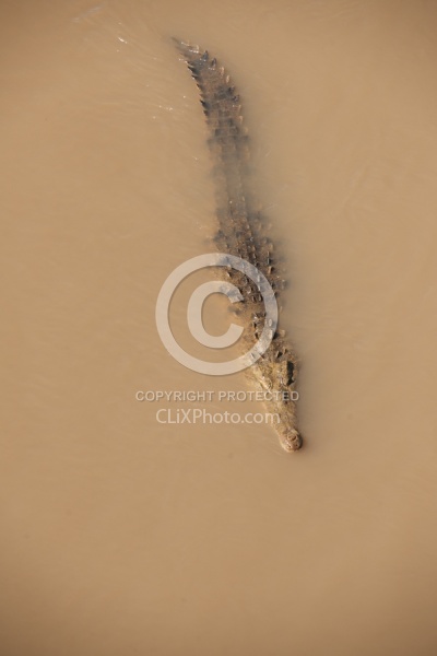 Crocodiles on the Tarcoles River