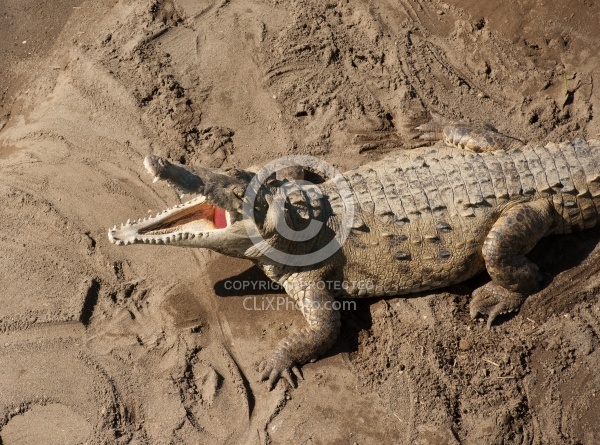 Crocodiles on the Tarcoles River