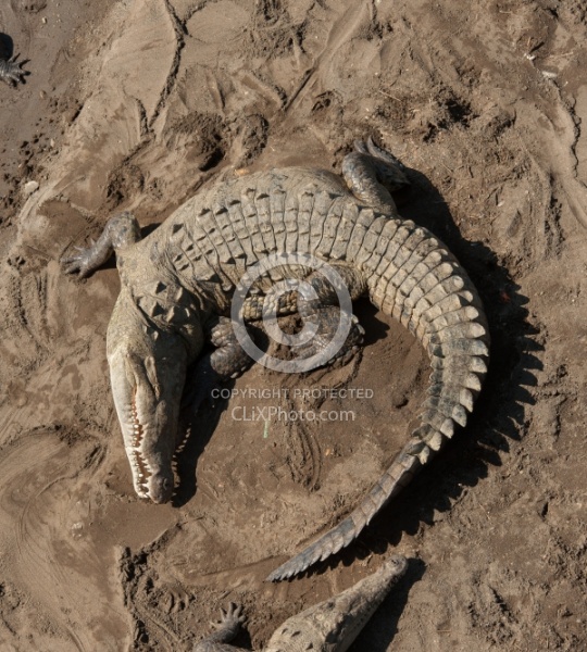 Crocodiles on the Tarcoles River