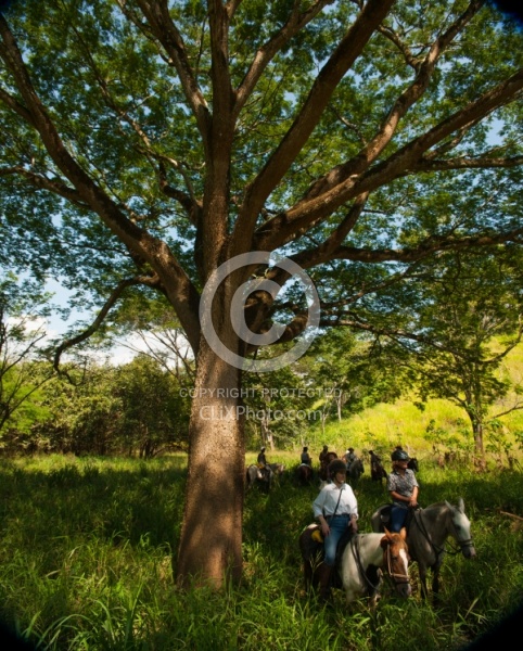 Guanacaste Tree