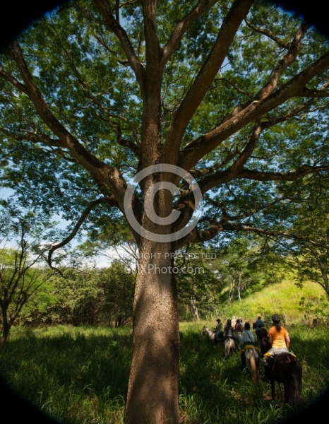 Guanacaste Tree