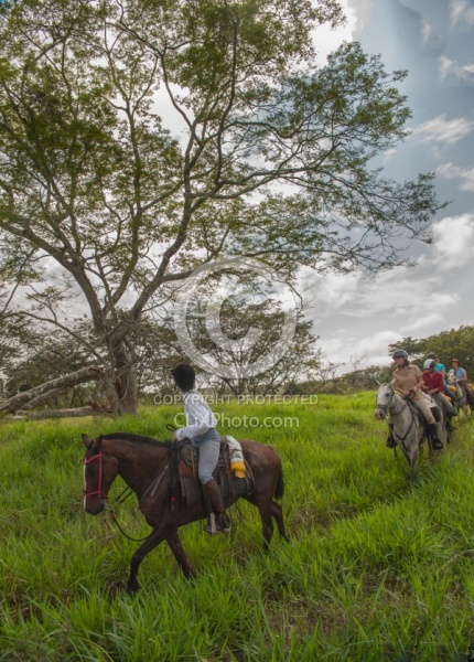 Guanacaste Tree