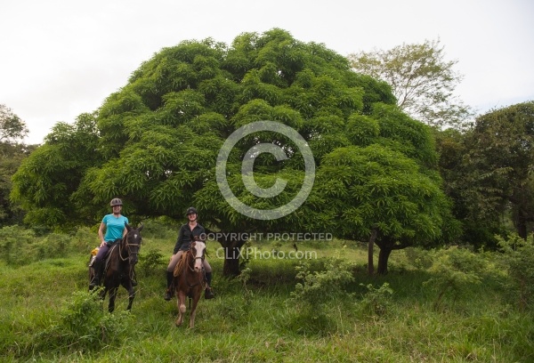 Guanacaste Tree