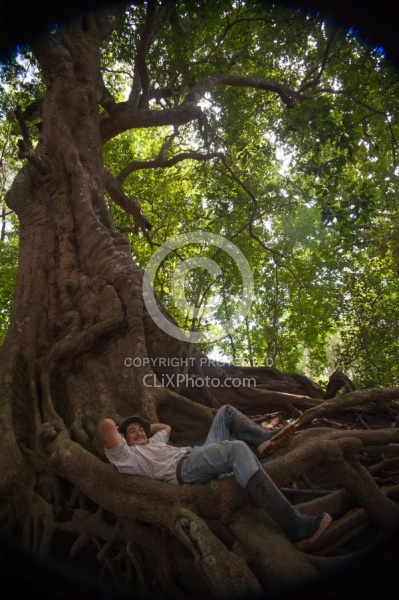 Strangler Ficus tree