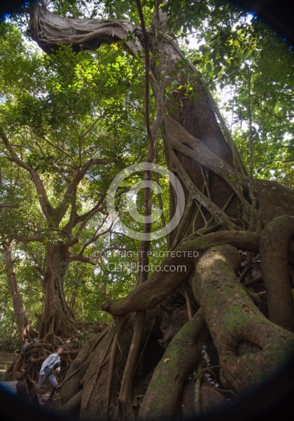 Strangler Ficus tree