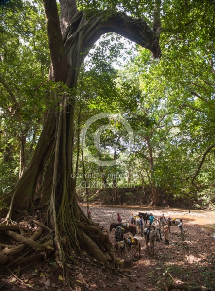 Strangler Ficus tree