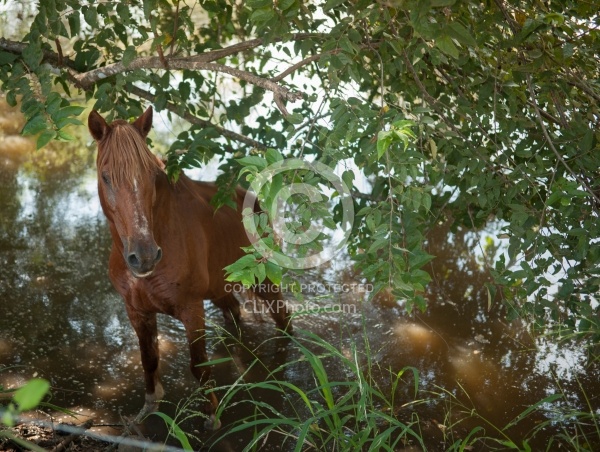 On the Trail at La Ensenada