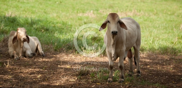 On the Trail at La Ensenada