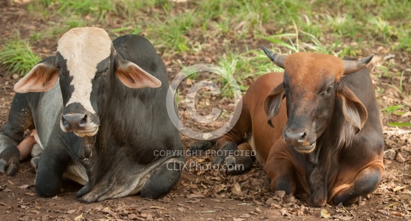 On the Trail at La Ensenada