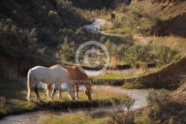 Grazing Horses by River