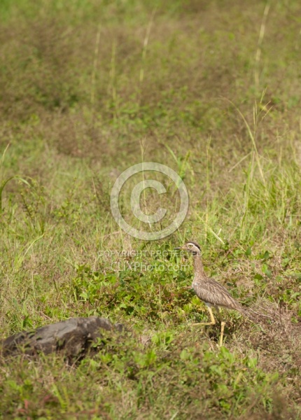 Birds of Costa Rica