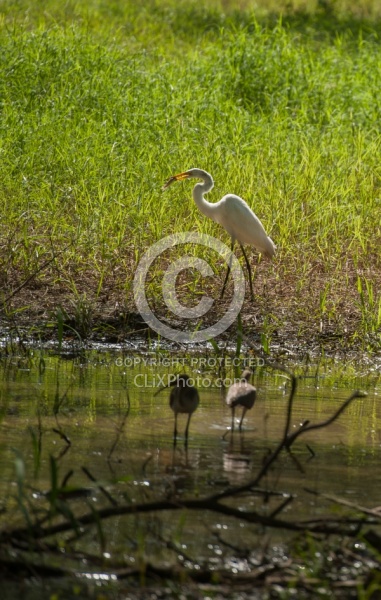 Birds of Costa Rica