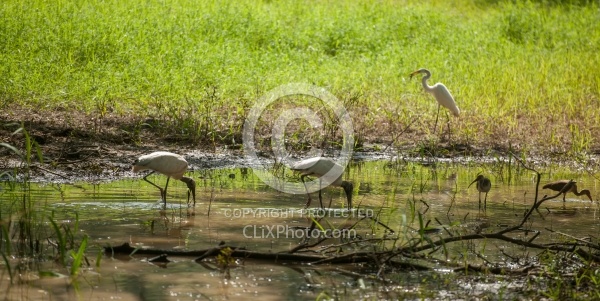 Birds of Costa Rica