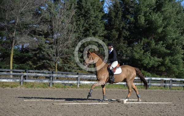 English Canter Work