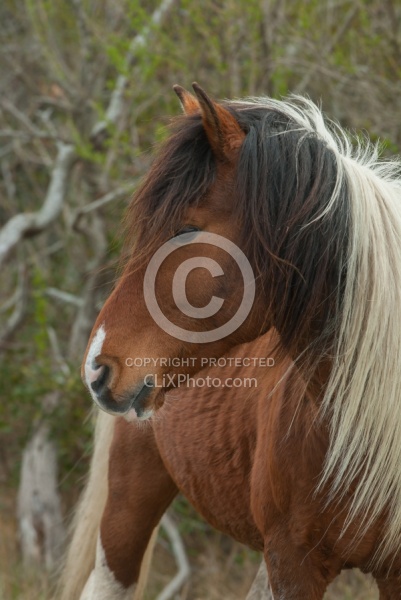 Chincoteague Pony