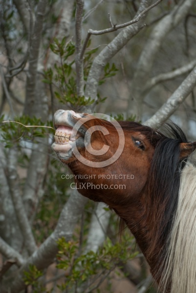 Chincoteague Pony