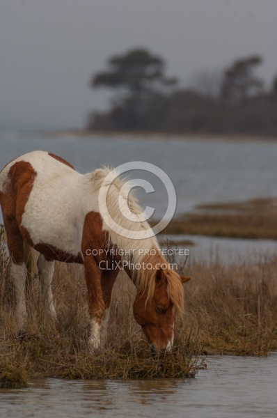 Chincoteague Pony