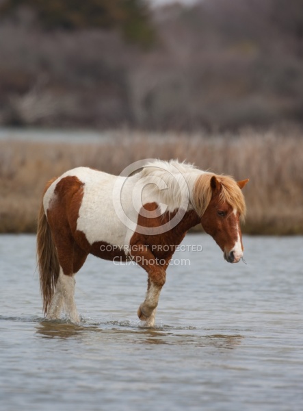 Chincoteague Pony