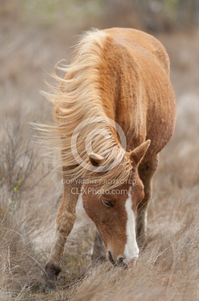 Chincoteague Pony