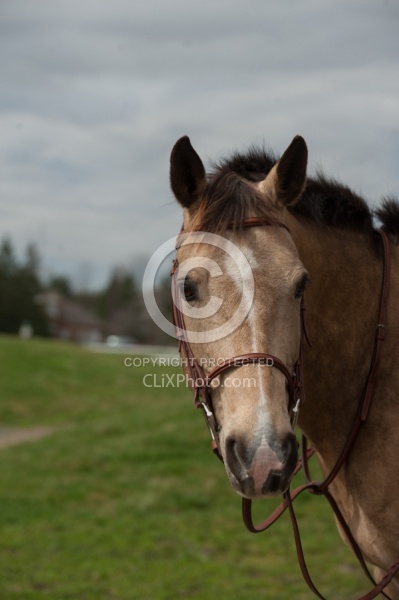 Quarter Pony Portrait