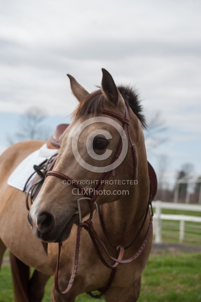 Quarter Pony Portrait