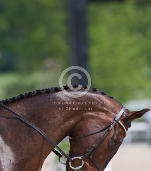 Button Braids on Mane