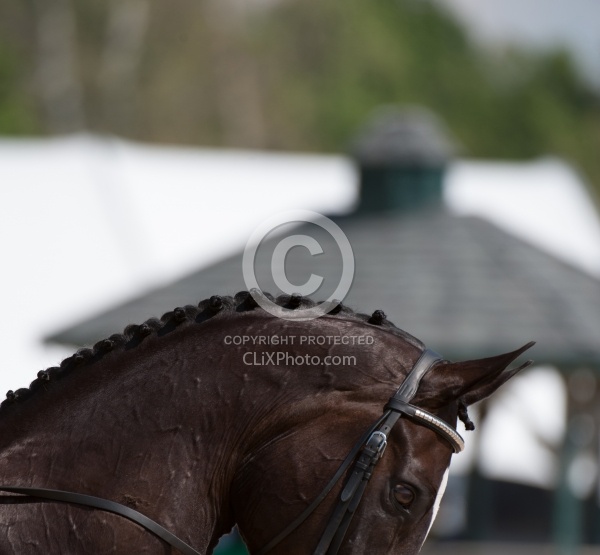 Button Braids on Mane
