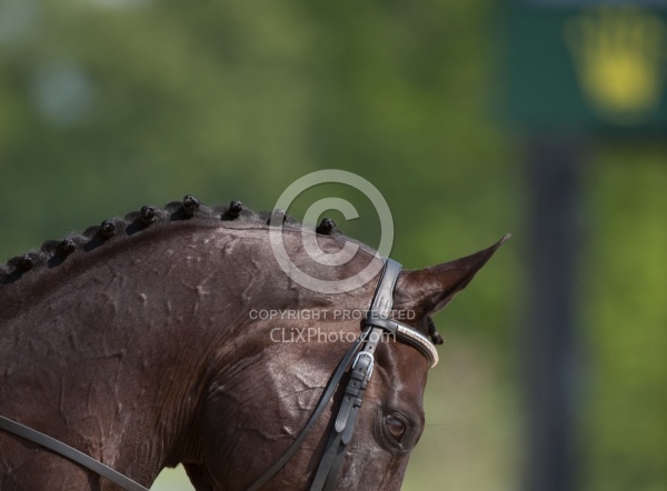 Button Braids on Mane