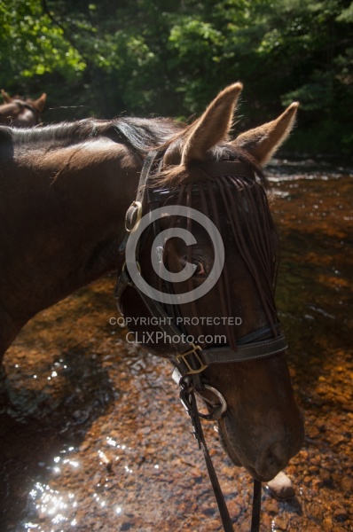 Fly Protection on the Trail