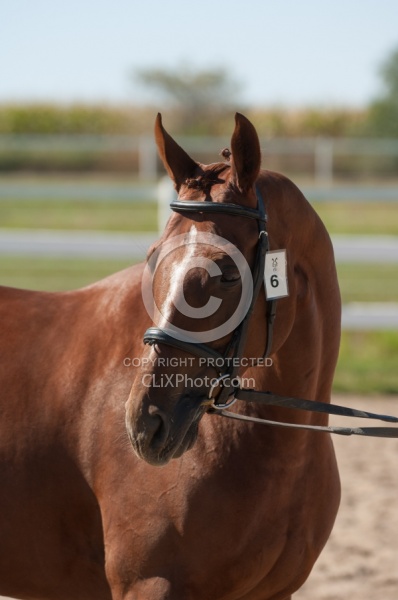 Hanoverian Inspection