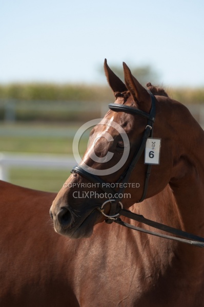 Hanoverian Inspection