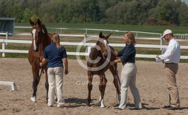 Hanoverian Inspection