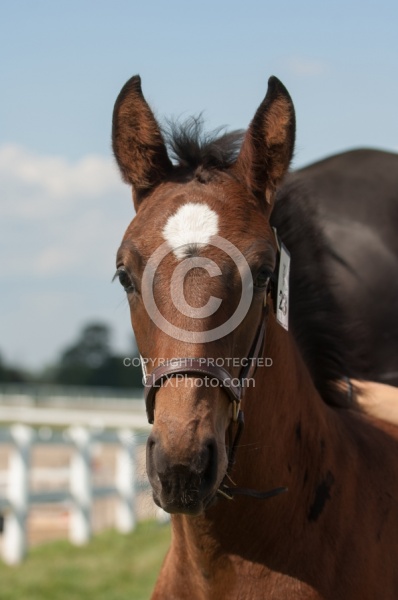 Hanoverian Inspection
