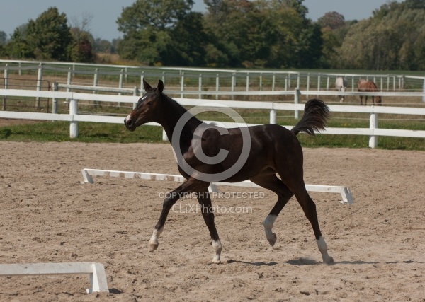 Hanoverian Inspection