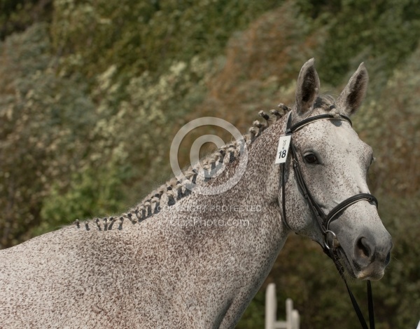 Hanoverian Inspection