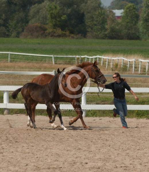 Hanoverian Inspection