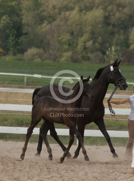 Hanoverian Inspection