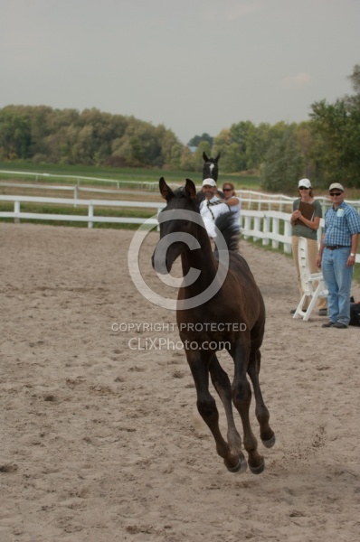 Hanoverian Inspection