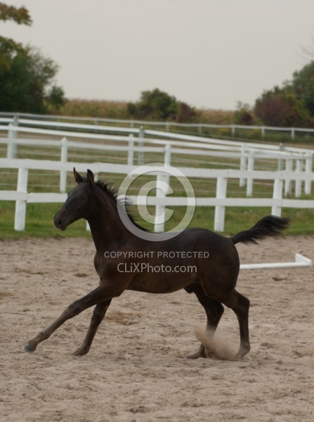 Hanoverian Inspection