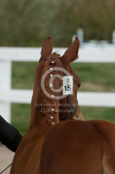 Hanoverian Inspection