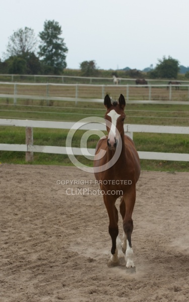 Hanoverian Inspection