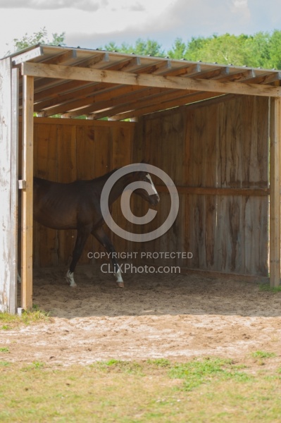 Oldenburg Run in Shelter