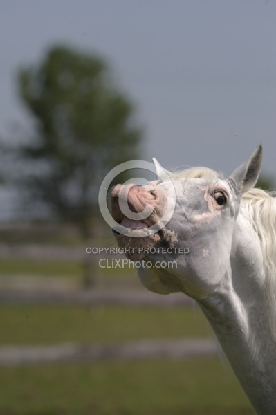 Lusitano Stallion Flehman