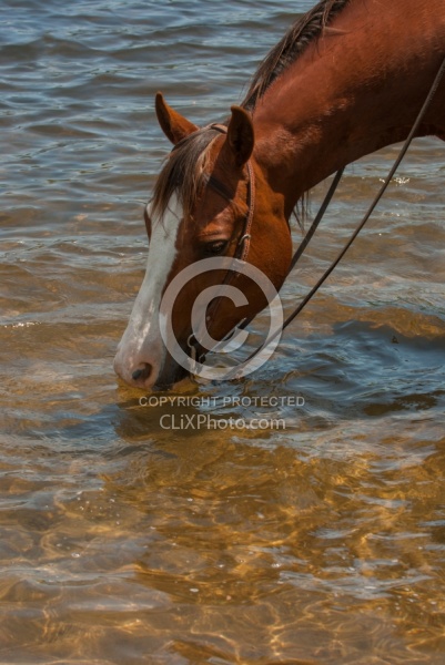 Drinking on the Trail