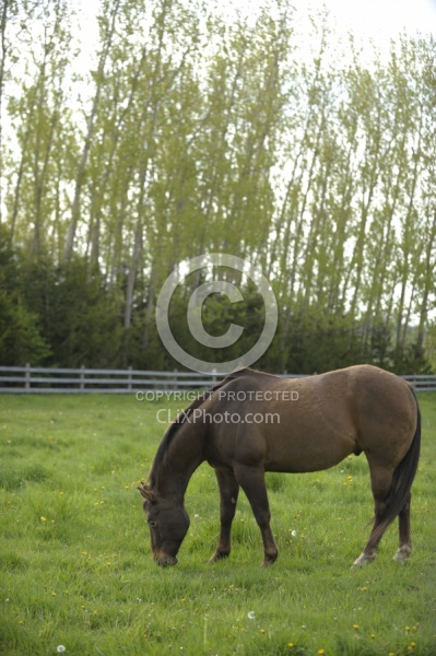 Home Horse keeping Grazing