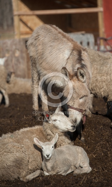 Donkey with Sheep